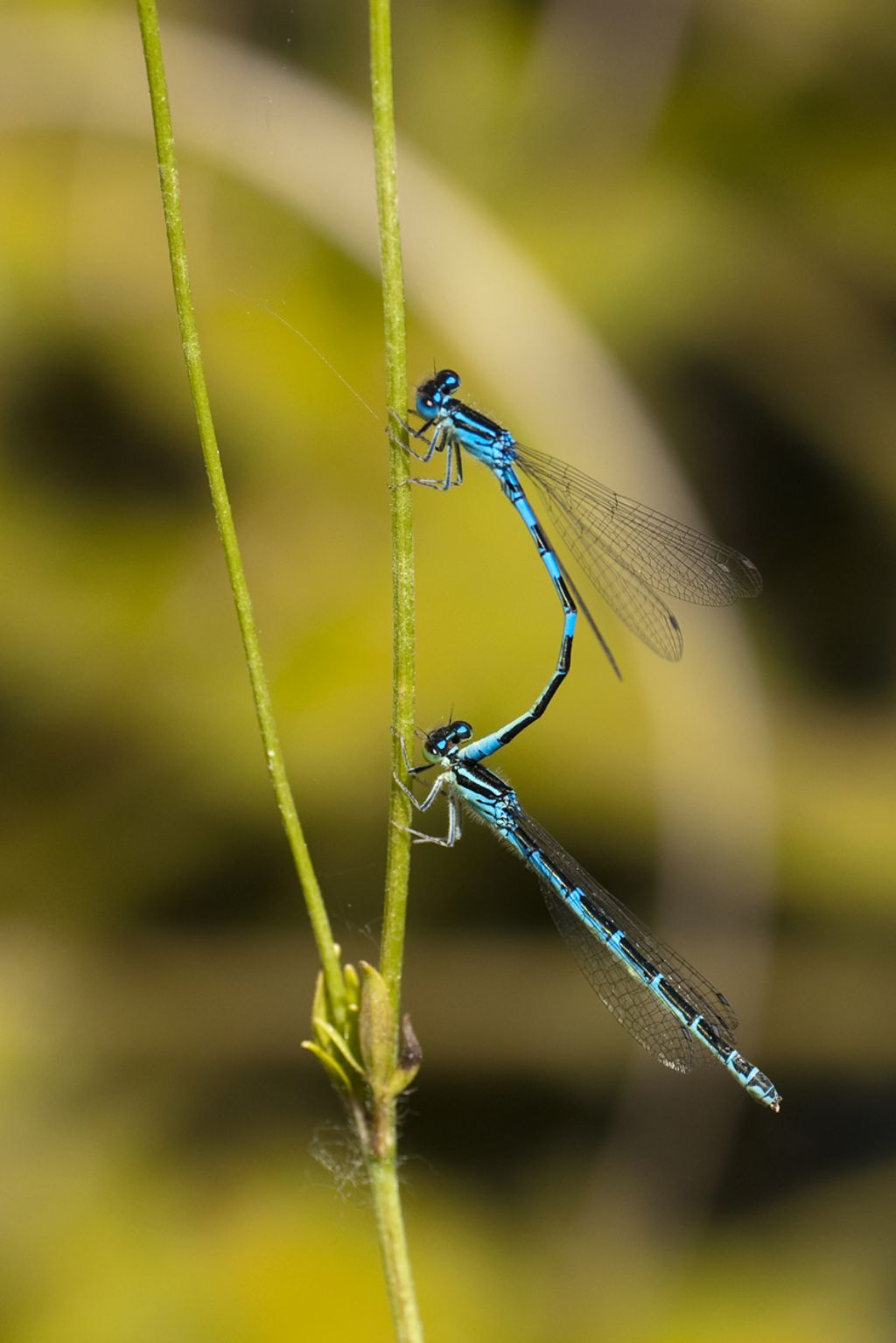 Coenagrion scitulum